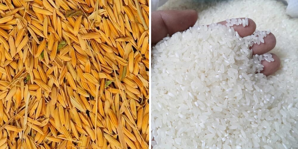 Comparison before and after rice milling