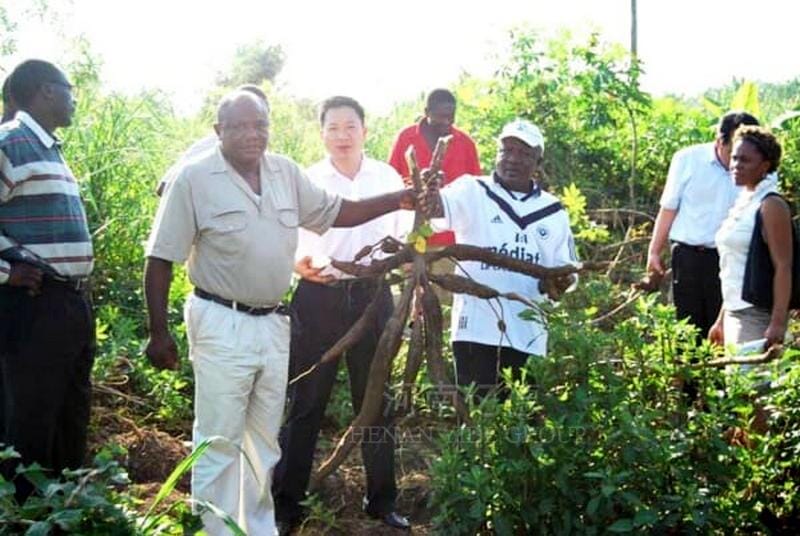 Our company CEO inspects and visits customers‘ cassava